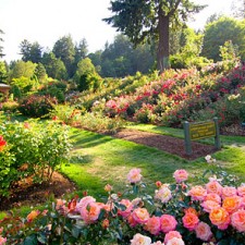 Flower Gardening