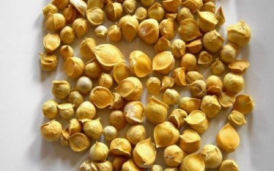 Snow Mountain Garlic