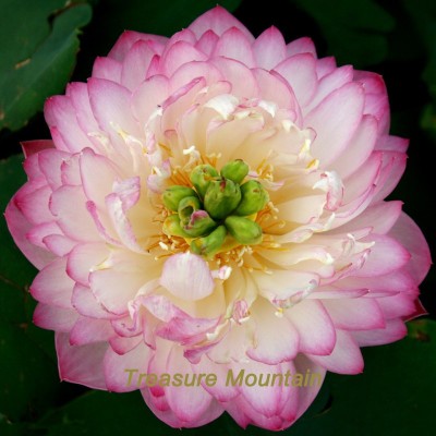 Lotus Pink Seed
