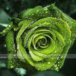 Dark Green European Rose Seeds