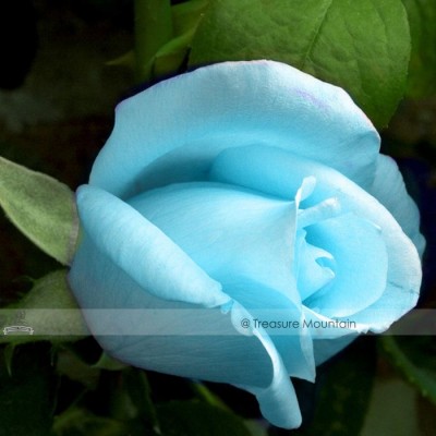 Light Blue Rose Plant Seeds