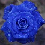 Wild Blue Rose Plant Seeds
