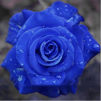 Wild Blue Rose Plant Seeds