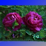 Purple Peony Shrub Flower Seeds