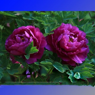 Purple Peony Shrub Flower Seeds