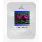 Purple Peony Shrub Flower Seeds
