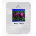 Purple Peony Shrub Flower Seeds