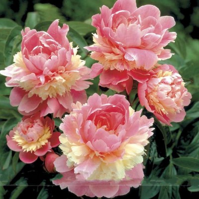 Double Blooms Peony Tree Seeds