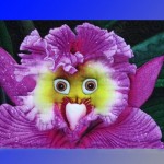 Rarest Baby Face Orchid Perennial Flower Seeds