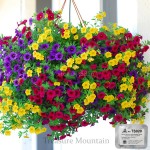 Hanging Petunia Mixed Seeds