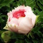 Light Pink Rose Qiu Ball Flower Seeds