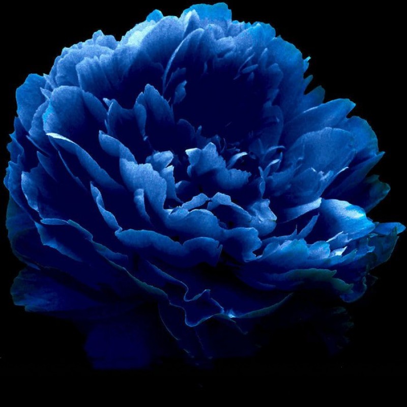 50 Duchess Peony Dark Blue Aster Flower Seeds - Canada